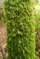 Trichomanes venosum. Plants growing epiphytically on tree fern trunk.  
 Image: L.R. Perrie © Te Papa 2011 CC BY-NC 3.0 NZ